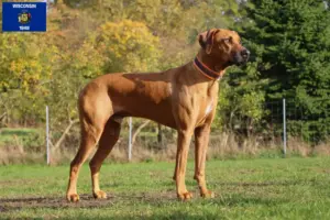 Read more about the article Rhodesian Ridgeback breeders and puppies in Wisconsin