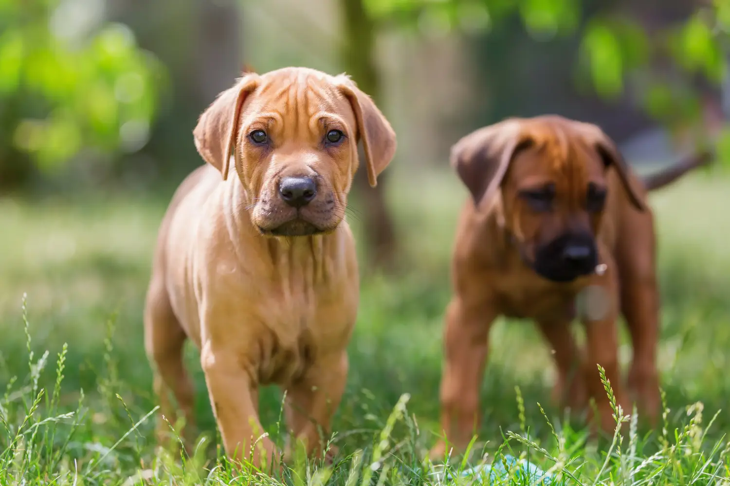 Buying a Rhodesian Ridgeback puppy means taking responsibility! Buy Rhodesian Ridgeback puppies.