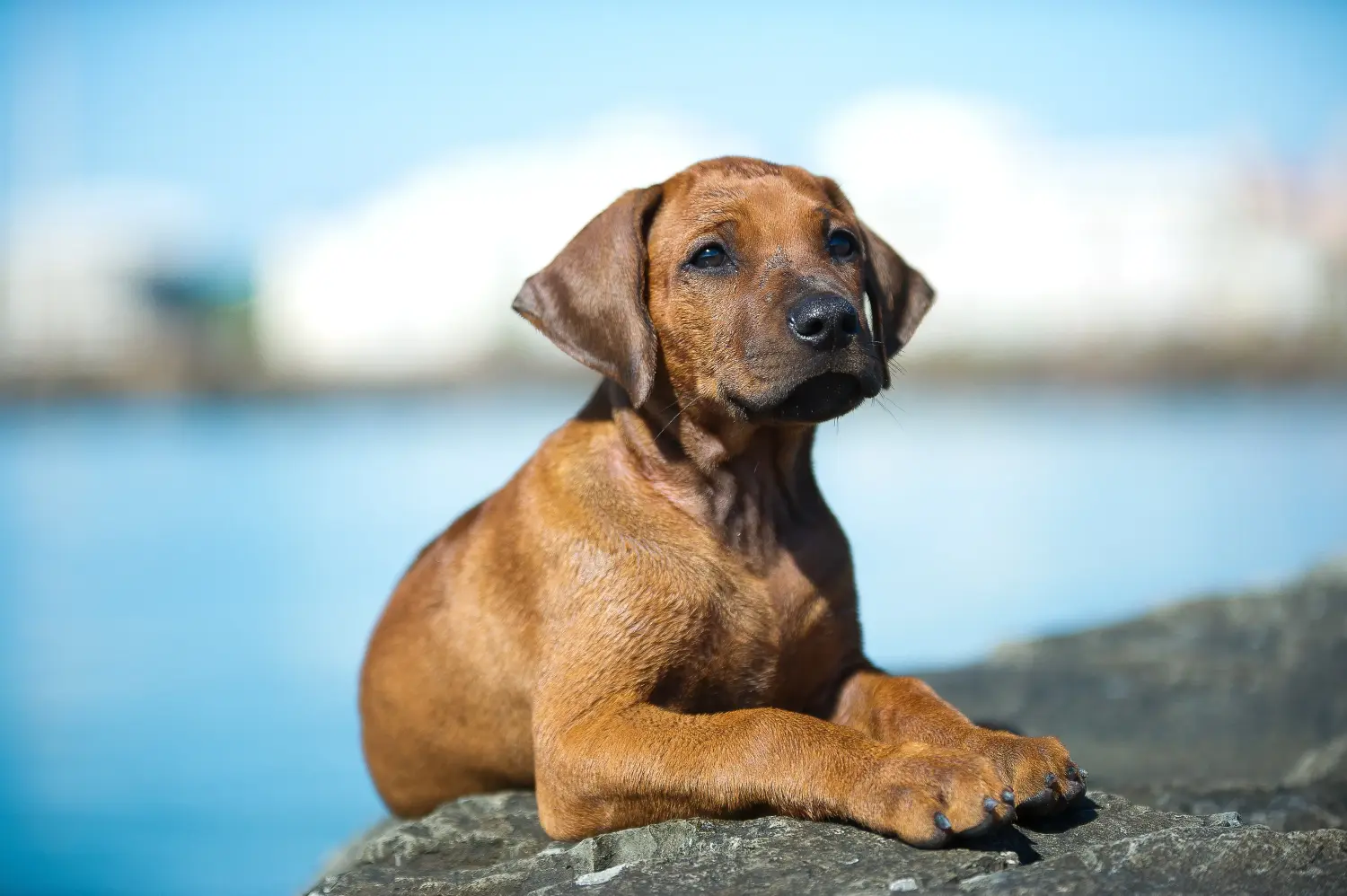 Buying a Rhodesian Ridgeback puppy means taking responsibility! Buy Rhodesian Ridgeback puppies.