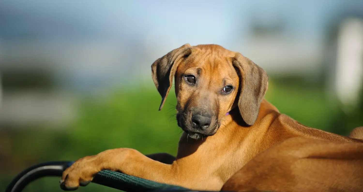 Buying a Rhodesian Ridgeback puppy means taking responsibility! Buy Rhodesian Ridgeback puppies.