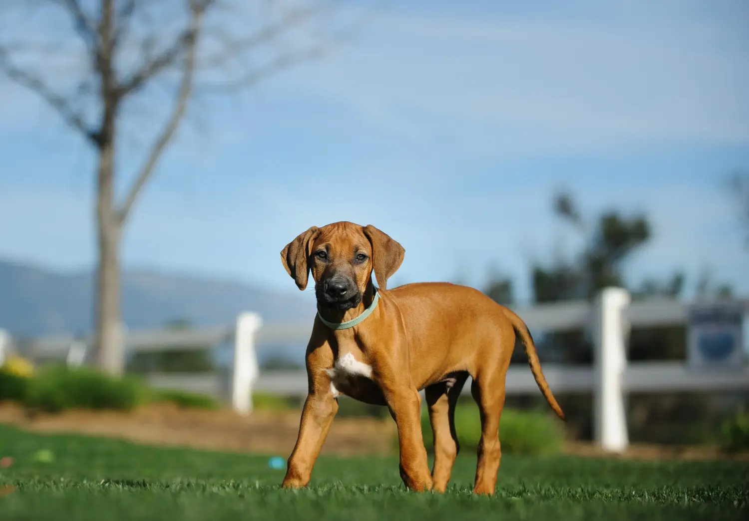 Buying a Rhodesian Ridgeback puppy means taking responsibility! Buy Rhodesian Ridgeback puppies.