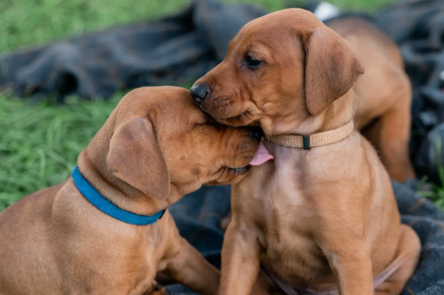 Buying a Rhodesian Ridgeback puppy means taking responsibility! Buy Rhodesian Ridgeback puppies.