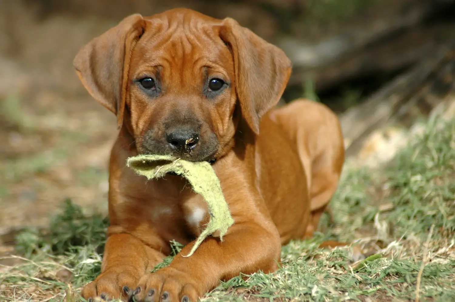 Buying a Rhodesian Ridgeback puppy means taking responsibility! Buy Rhodesian Ridgeback puppies.