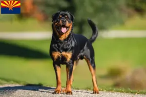 Read more about the article Rottweiler breeders and puppies in Arizona