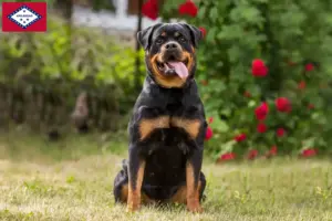 Read more about the article Rottweiler breeders and puppies in Arkansas