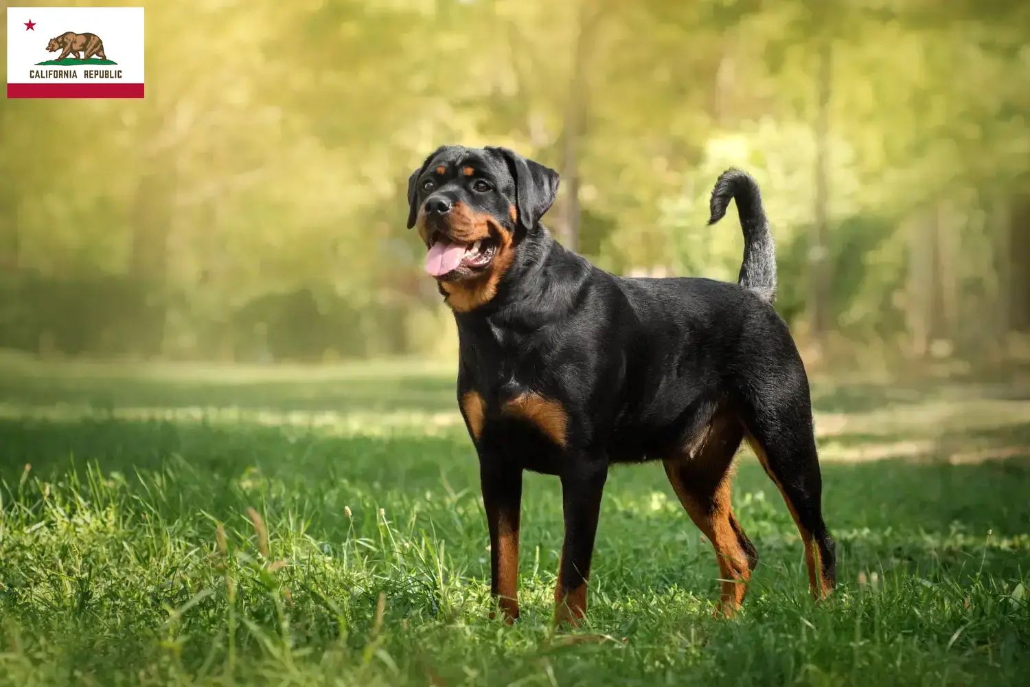 Rottweiler puppies and breeder California Find Rottweiler breeders in California here.