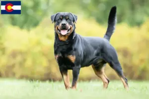 Read more about the article Rottweiler breeders and puppies in Colorado