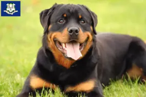 Read more about the article Rottweiler breeders and puppies in Connecticut