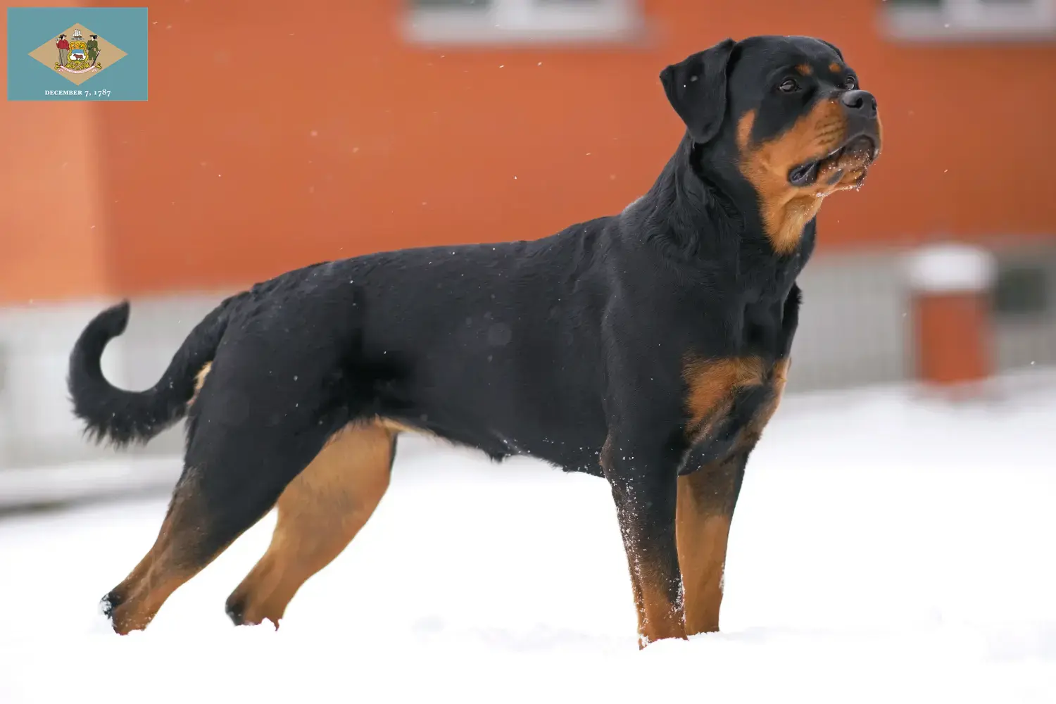 Rottweiler puppies and breeder Delaware Find Rottweiler breeders in Delaware here.