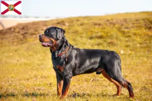 Read more about the article Rottweiler breeders and puppies in Florida