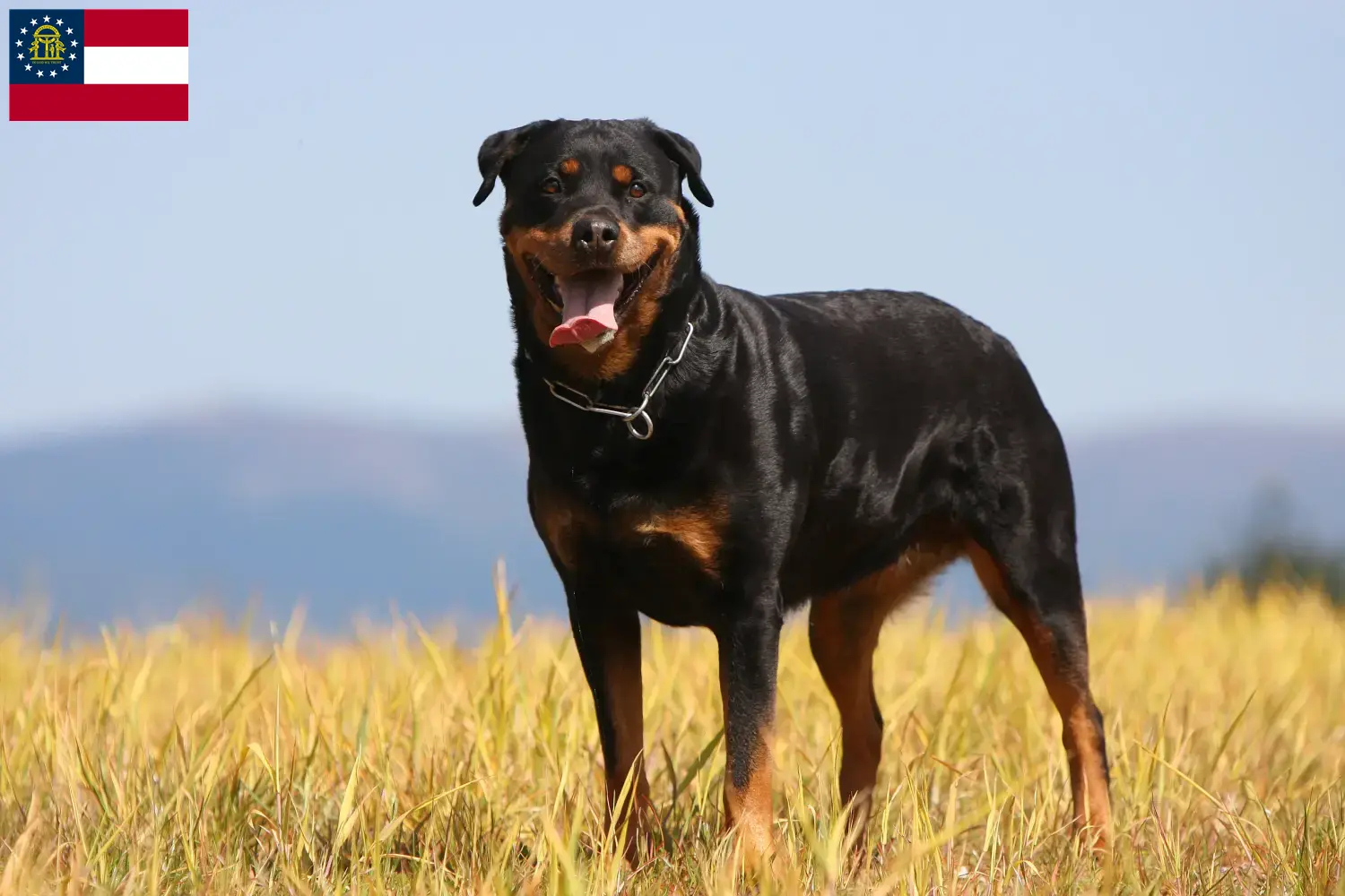 Rottweiler puppies and breeders Georgia Find Rottweiler breeders in Georgia.