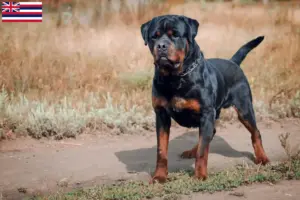 Read more about the article Rottweiler breeders and puppies in Hawaii