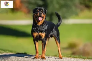 Read more about the article Rottweiler breeders and puppies in Illinois