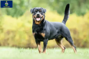 Read more about the article Rottweiler breeders and puppies in Kansas