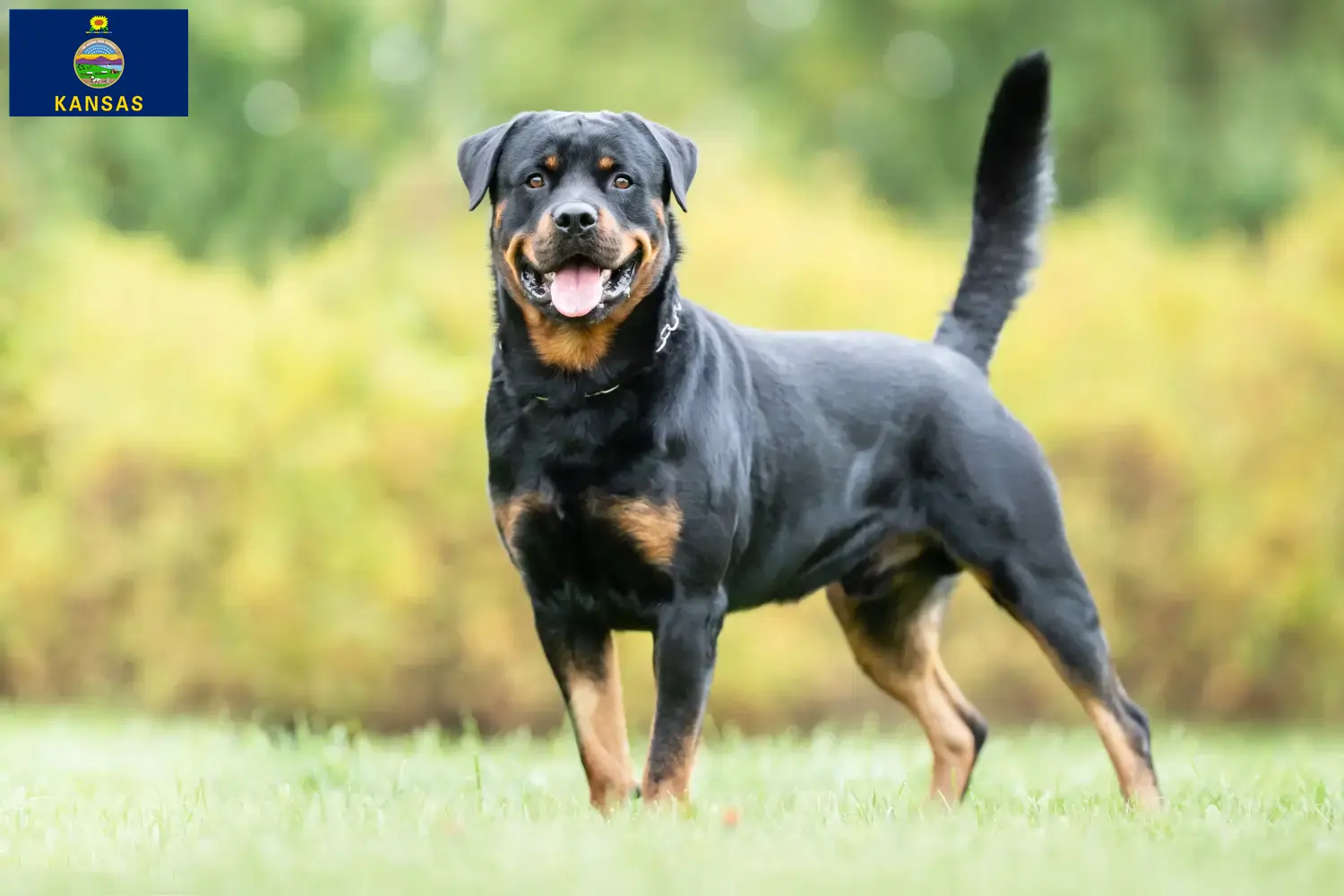 Rottweiler puppies and breeders Kansas Find Rottweiler breeders in Kansas here.