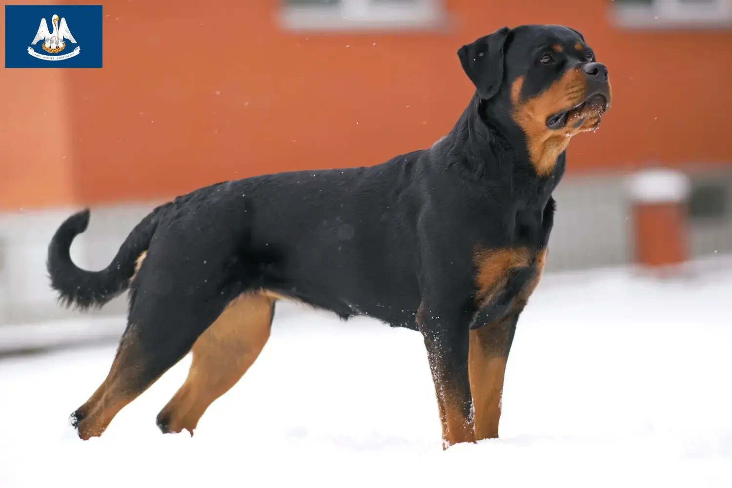 Rottweiler puppies and breeder Louisiana Find Rottweiler breeders in Louisiana.