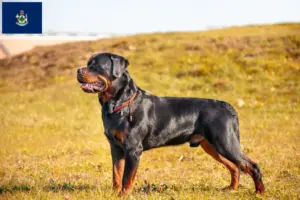 Read more about the article Rottweiler breeders and puppies in Maine
