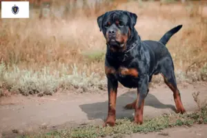 Read more about the article Rottweiler breeders and puppies in Massachusetts