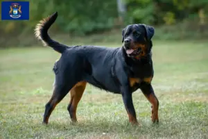 Read more about the article Rottweiler breeders and puppies in Michigan