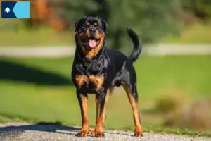 Read more about the article Rottweiler breeders and puppies in Minnesota