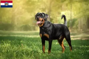 Read more about the article Rottweiler breeders and puppies in Missouri