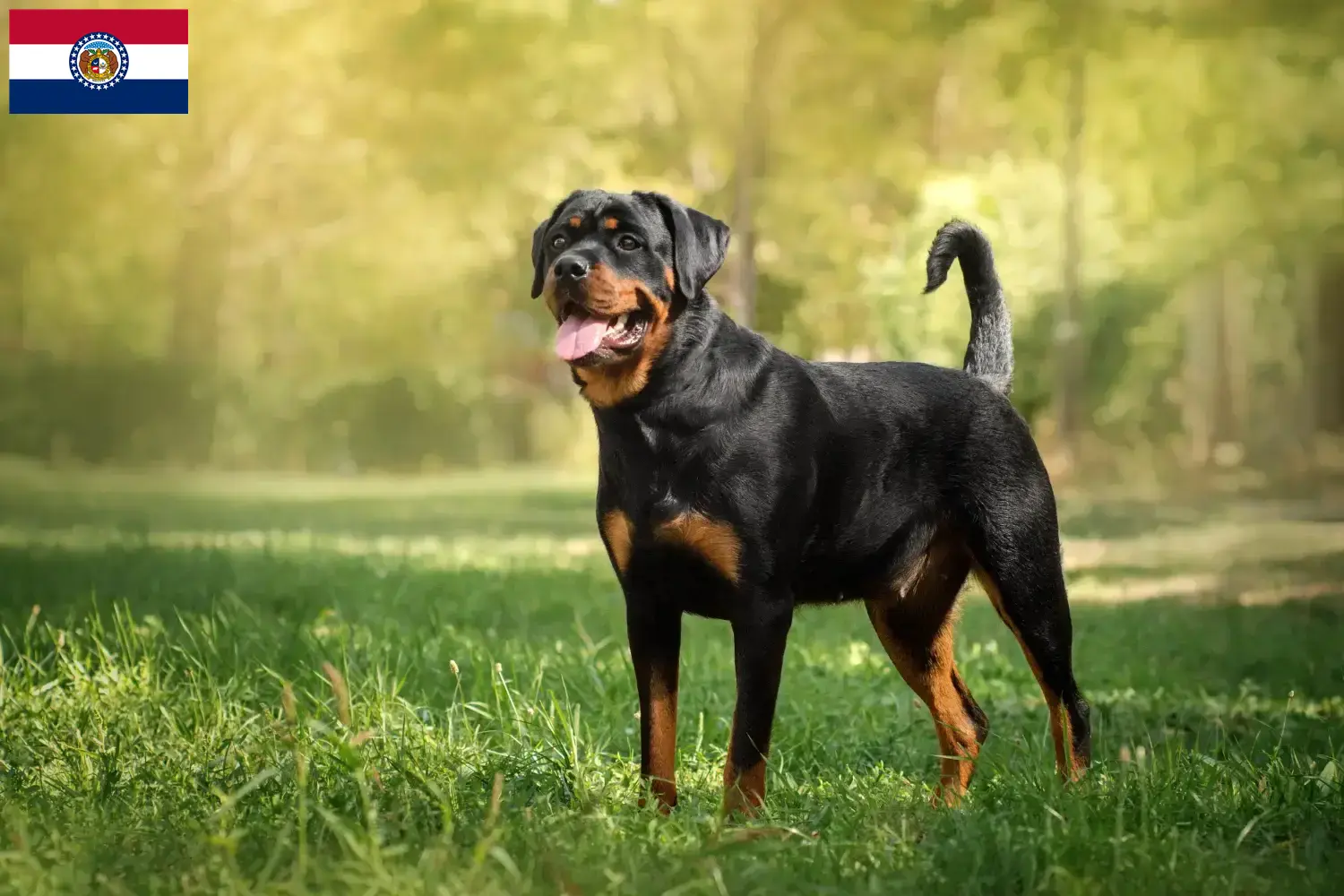 Rottweiler puppies and breeders Missouri Find Rottweiler breeders in Missouri here.