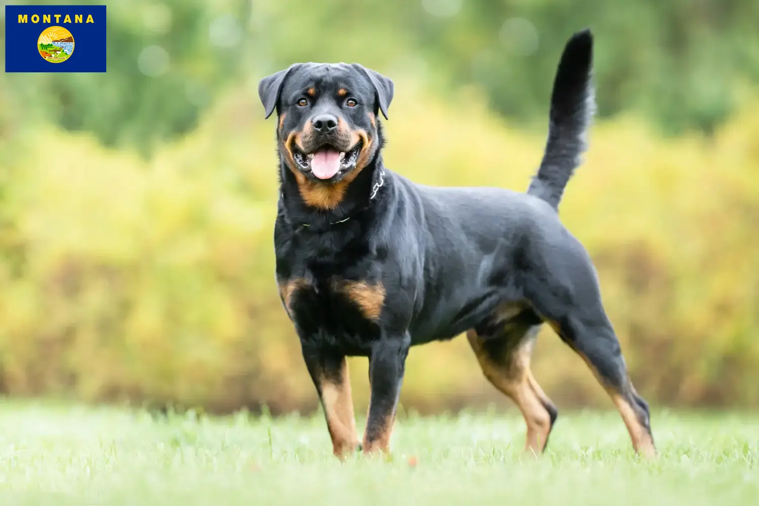 Rottweiler puppies and breeder Montana Find Rottweiler breeders in Montana here.
