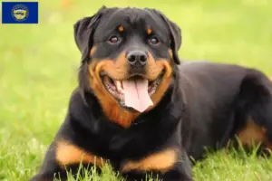 Read more about the article Rottweiler breeders and puppies in Nebraska