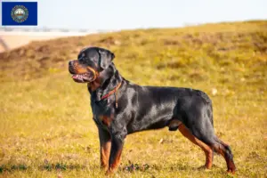 Read more about the article Rottweiler breeders and puppies in New Hampshire