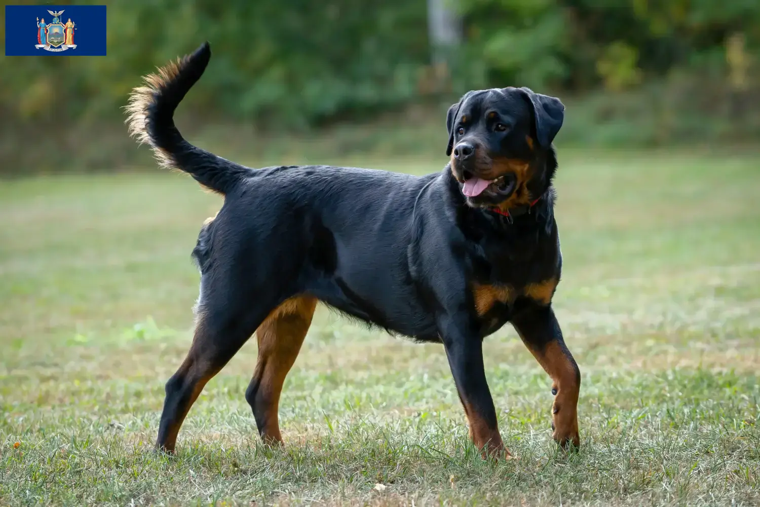 Rottweiler puppies and breeders New York Find Rottweiler breeders in New York here.