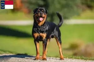 Read more about the article Rottweiler breeders and puppies in North Carolina