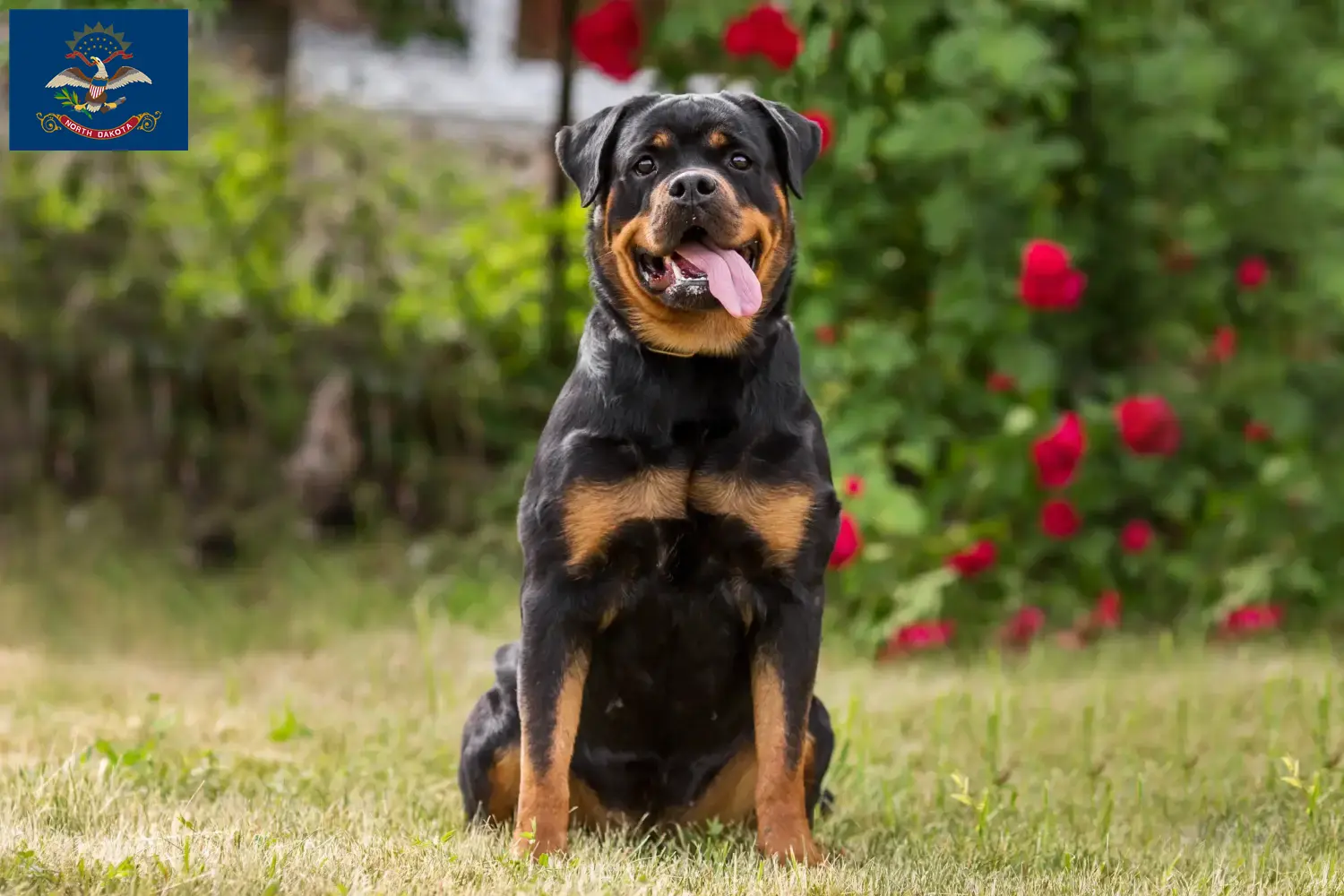 Rottweiler puppies and breeders North Dakota Find Rottweiler breeders in North Dakota.