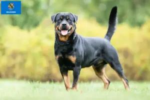 Read more about the article Rottweiler breeders and puppies in Oklahoma