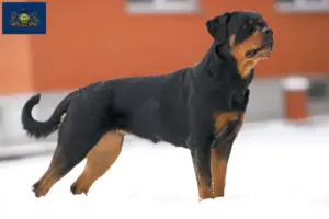Read more about the article Rottweiler breeders and puppies in Pennsylvania