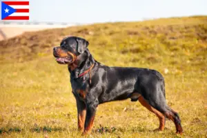 Read more about the article Rottweiler breeders and puppies in Puerto Rico