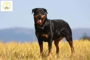 Read more about the article Rottweiler breeders and puppies in Rhode Island