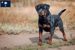 Read more about the article Rottweiler breeders and puppies in South Carolina