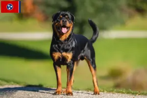 Read more about the article Rottweiler breeders and puppies in Tennessee