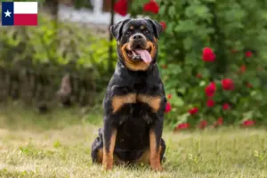 Read more about the article Rottweiler breeders and puppies in Texas