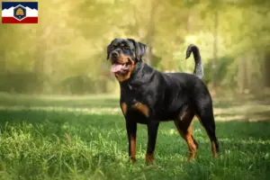 Read more about the article Rottweiler breeders and puppies in Utah