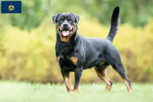 Read more about the article Rottweiler breeders and puppies in Vermont