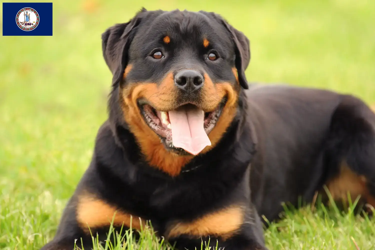 Rottweiler puppies and breeder Virginia Find Rottweiler breeders in Virginia.