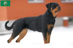Read more about the article Rottweiler breeders and puppies in Washington