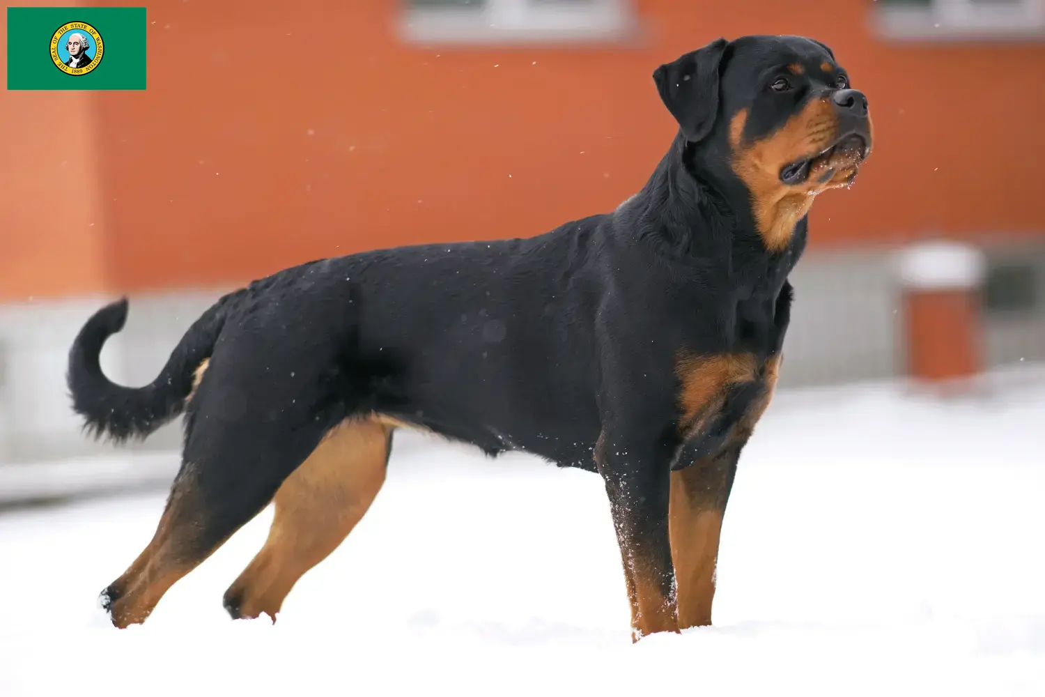 Rottweiler puppies and breeders Washington Find Rottweiler breeders in Washington here.