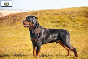 Read more about the article Rottweiler breeders and puppies in West Virginia