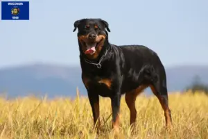 Read more about the article Rottweiler breeders and puppies in Wisconsin