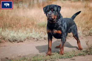 Read more about the article Rottweiler breeders and puppies in Wyoming