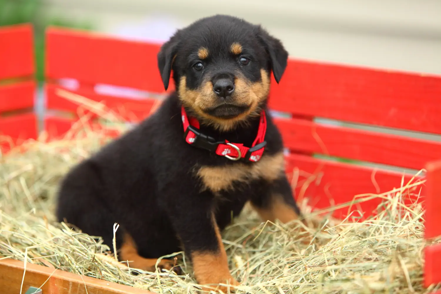 Buying a Rottweiler puppy means taking responsibility! Buy Rottweiler puppies.