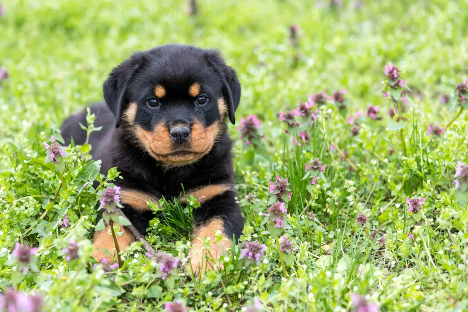 Buying a Rottweiler puppy means taking responsibility! Buy Rottweiler puppies.