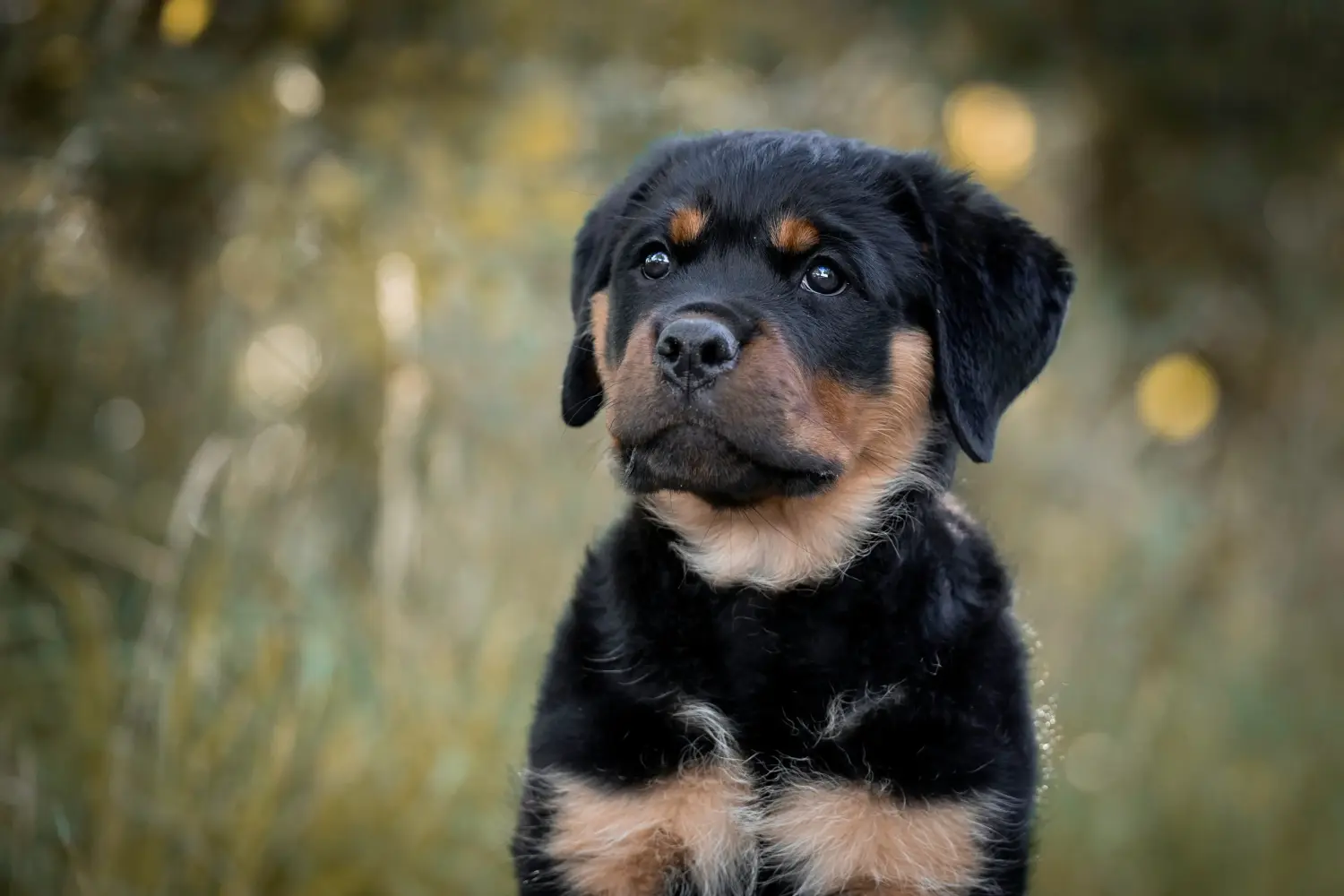 Buying a Rottweiler puppy means taking responsibility! Buy Rottweiler puppies.